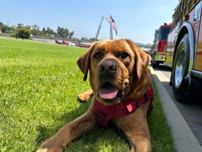 Jackson - Los Angeles County Fire Department Therapy Dog
