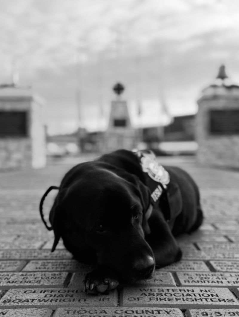 Tesla at the Memorial